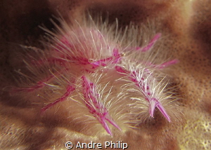 hairy squat lobster by Andre Philip 